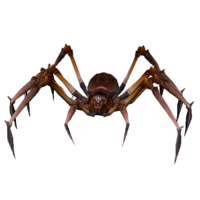 Aranha Venenosa Mortal