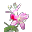 Rosa Alpina.png