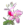 Rosa Alpina.png