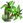 Flor do Vento do Norte.png