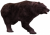 Urso Cinza Feroz.png