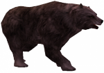 Urso Cinza Feroz.png