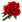 Rosa.png