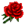 Rosa.png